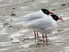 Mediterranean Gull at Westcliff Seafront (Steve Arlow) (80299 bytes)